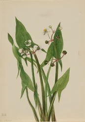 Sagittaria cuneata (Sagittaria cuneata)