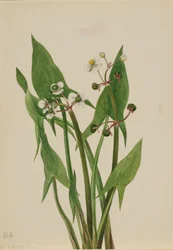 Arum Arrowhead Sagittaria cuneata, 1923