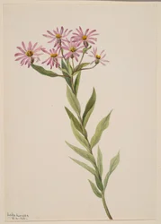 Aster Engelmann