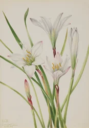 Lirio de Atamasco, 1925