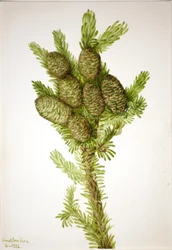 Abeto balsámico (Albies fraseri)