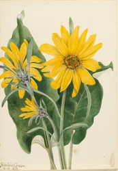 Balsamroot Balsamorhiza sagittata
