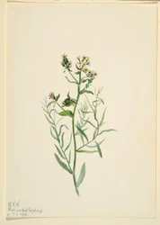 Lenteja de sapo bastarda (Comandra pallida)