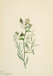 Comandra pálida, 1923