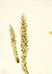 Maíz oso (Conopholis americana)