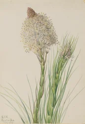 Hierba de oso, Xerophyllum tenax, 1924.
