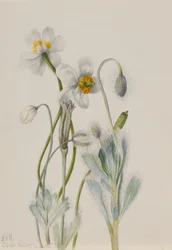 Amapola de oso Arctomecon merriami