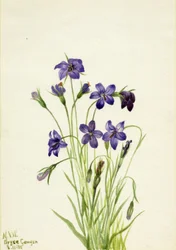 Campanilla, 1935