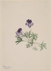 Violeta pata de pájaro (Viola pedata)