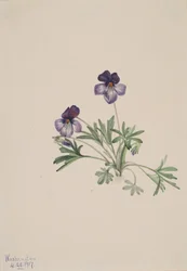 Violeta de pájaro Viola pedata, 1917