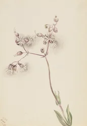 Silene latifolia
