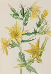 Estrella Llameante Mentzelia laevicaulis