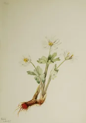 Sanguinaria Sanguinaria canadensis