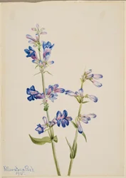 Lengua de barba azul (Pentstemon)