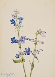 Barba Azul Pentstemon, 1915
