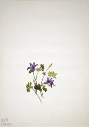 Columbina azul (Aquilegia saximontana)