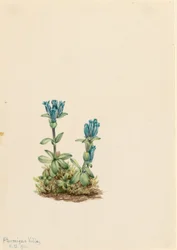 Genciana azul (Gentiana glauca)
