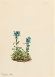 Genciana azulverdosa Gentiana glauca, 1916