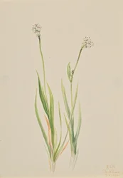 Asfódelo de pantano, Tofieldia intermedia, 1920.