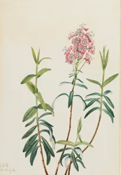 Bog Kalmia Kalmia polifolia, 1922