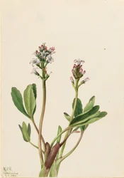 Alubia de los pantanos (Menyanthes trifoliata)