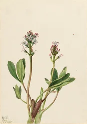 Menyanthes trifoliata, 1925