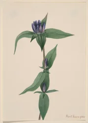 Genciana de botella (Gentiana saponaria)