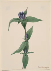 Genciana de botella Gentiana saponaria, 1905