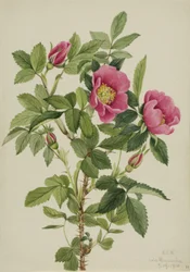 Capullo de rosa (Rosa bourgeauiana)