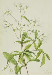 Raíz de Bowman Porteranthus trifoliatus, 1919