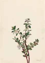 Arándano rojo (Gaylussacia brachycera)