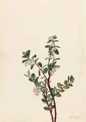 Gaylussacia brachycera, 1919