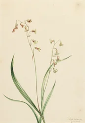 Campanas de Bronce Stenanthium occidentale
