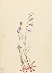 Lobelia de arroyo (Lobelia kalmii)