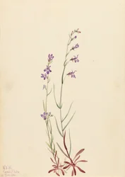Lobelia de arroyo Lobelia kalmii, 1923