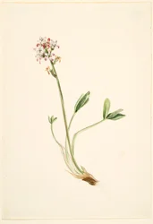 Alubia común (Menyanthes trifoliata)