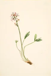 Frijol de pantano Menyanthes trifoliata, ca. 1900-1920