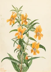 Flor de mono buff Diplacus longiflorus