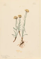 Patas de gato leonadas (Antennaria luzuloides)