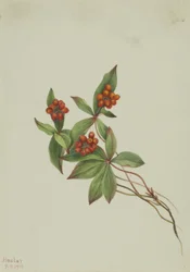 Arándano rojo (Cornus canadensis)