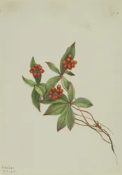 Bunchberry Cornus canadensis, 1916