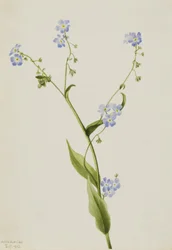 Nomeolvides espinoso Lappula diffusa, 1903