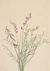 Astrágalo de Burgess Astragalus bourgovii, 1922