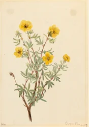 Cincoenrama arbustiva Potentilla fruticosa, 1917