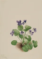 Violeta mariposa Viola papilionacea, 1923