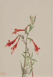 Fuschia californiana (Zauschneria californica)