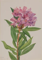 Rosal de California (Rhododendron californicum)