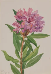 Rhododendron californicum