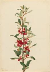 Búfalo de Canadá (Lepargyrea canadensis)