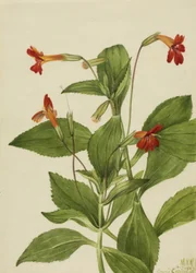 Flor del mono cardenal (Mimulus cardinalis)